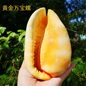 海贝缘海螺四大名螺黄金万宝螺