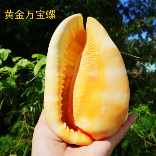 海贝缘海螺四大名螺黄金万宝螺