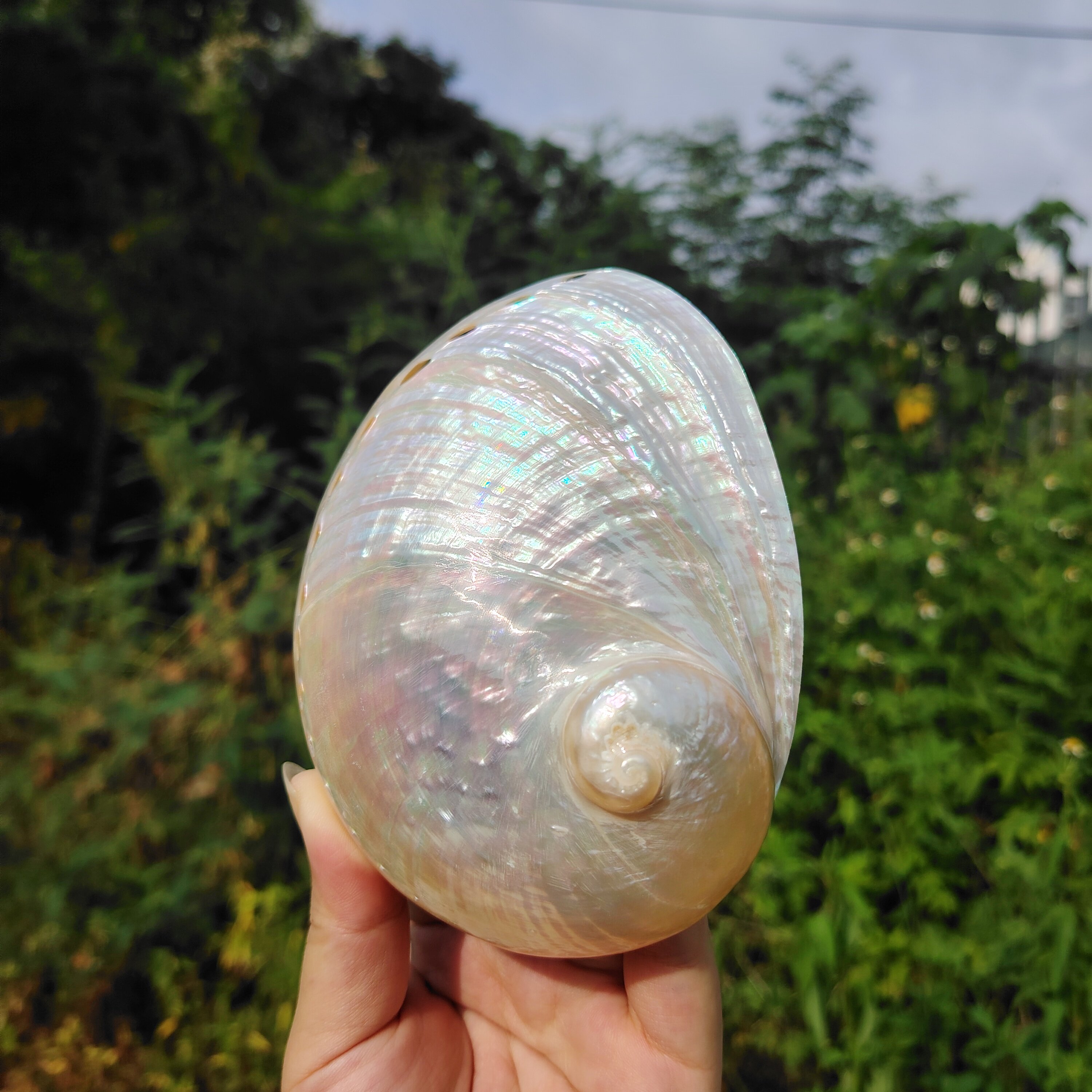 海贝缘天然海螺澳洲白鲍鱼贝壳