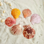 天然小海螺贝壳情侣扇贝墙帖婚庆装 饰品鱼缸造景收藏绘画彩色扇贝