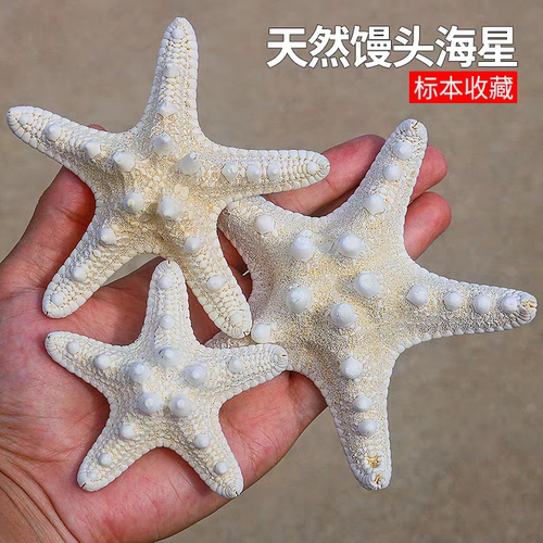 海贝缘天然五指霸王馒头海星