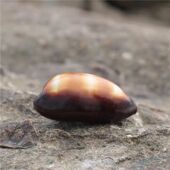 饰地台摆件收藏 酒桶宝螺天然海螺贝壳水族鱼缸造景装 海贝缘