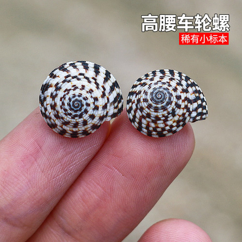海贝缘高腰车轮螺天然小海螺贝壳