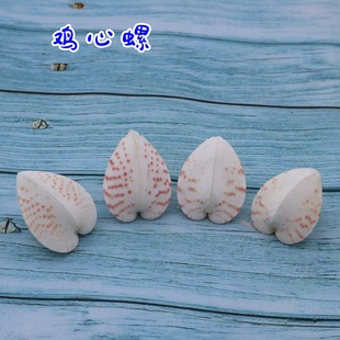 海贝缘天然海螺贝壳鸡心螺造景鱼缸地台摆设摄影道具贝壳收藏标本