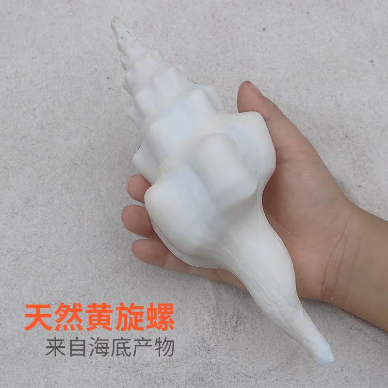 海贝缘白旋螺海螺标本螺供佛法器