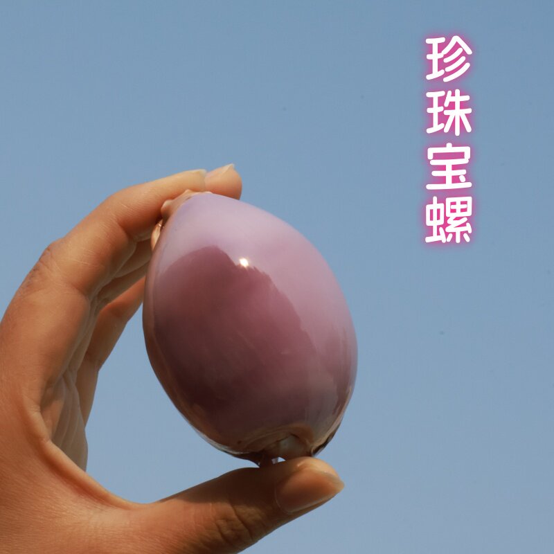 珍珠宝螺 海螺贝壳 家居桌面摆件 创意惊喜礼物礼 鱼缸造景装饰