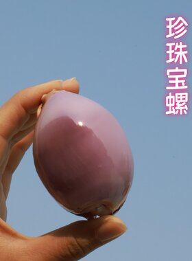 海贝缘珍珠宝螺天然海螺贝壳