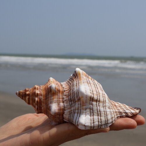 天然大海螺天王螺赤旋螺
