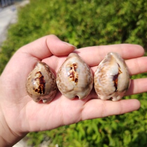 海贝缘【无齿宝螺标本】天然海螺