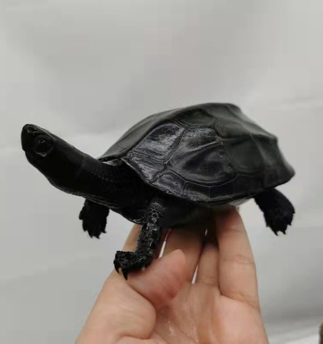龟纯种全黑中华活体网红小