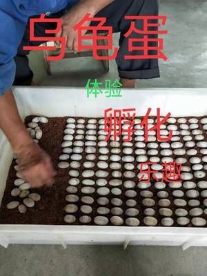 新鲜乌龟蛋食用泡酒材料宝宝