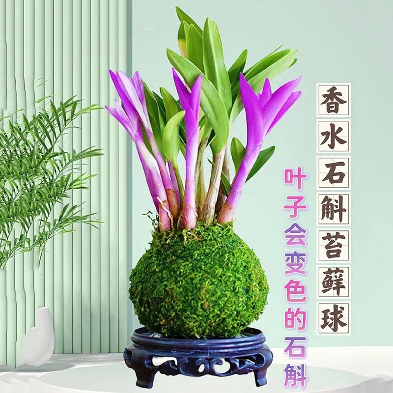 香水石斛兰水培懒人好养净化空气