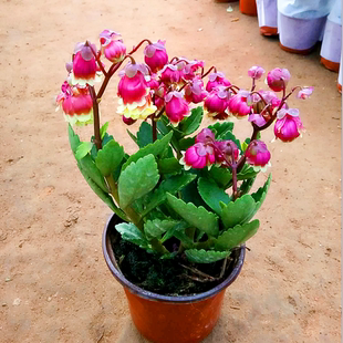 宫灯长寿带花苞灯笼花卉倒挂金钟阳台室内粉色植物长寿花四季开花