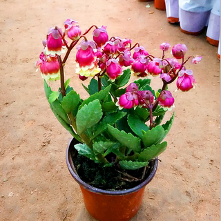 宫灯长寿带花苞灯笼花卉倒挂金钟阳台室内粉色植物长寿花四季开花