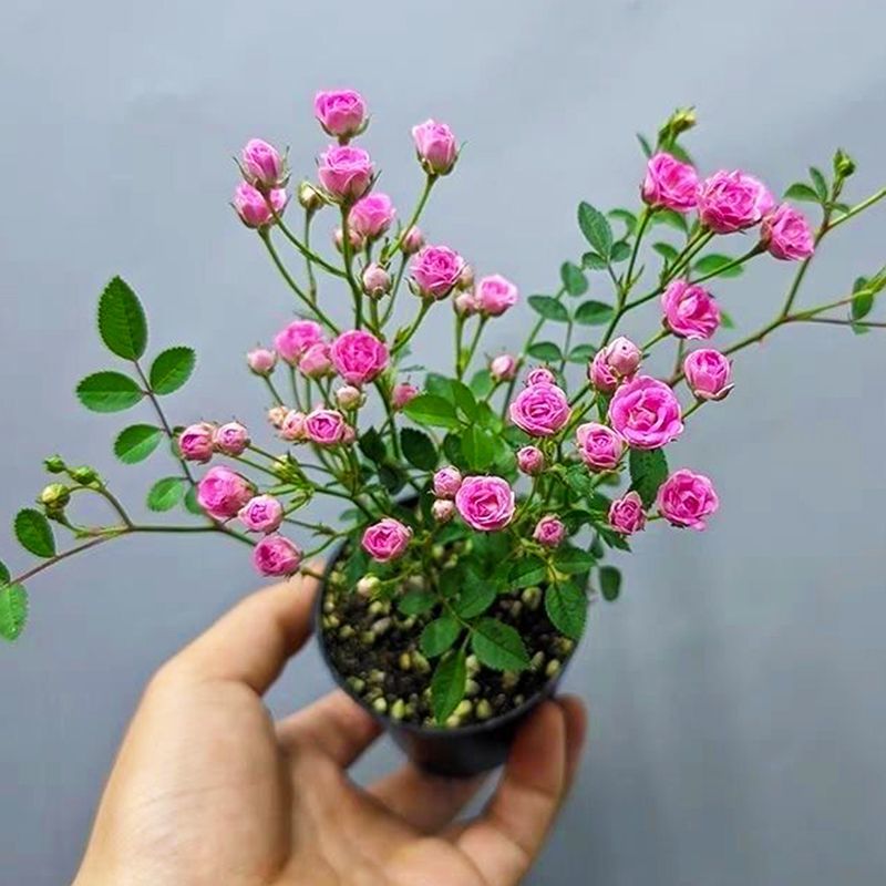 超微月季苗带花苞四季开花