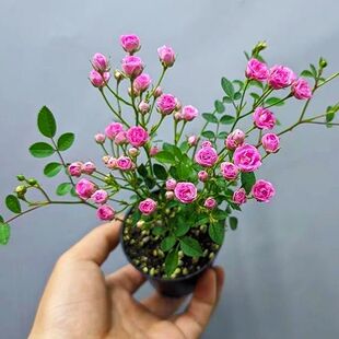 超微月季苗带花苞超微月季多头须惠姬四季开花室内绿植花卉小盆栽