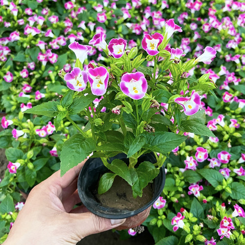 夏堇牵牛花耐热好养带花苞