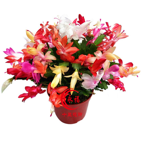 蟹爪兰嫁接带根当年开花盆栽苗