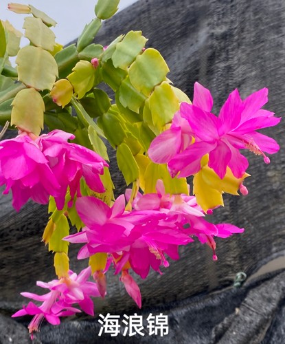 盆栽嫁接进口阳台花卉蟹爪兰