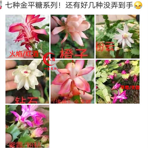 金平糖红包价格 金平糖红包图片 星期三