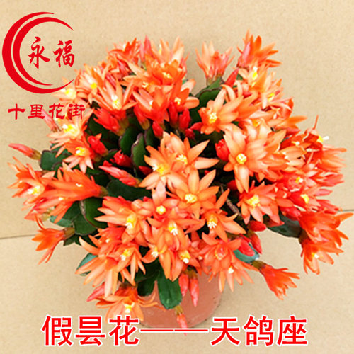 七色花盆栽质量怎么样 七色花盆栽口碑怎么样 小麦优选