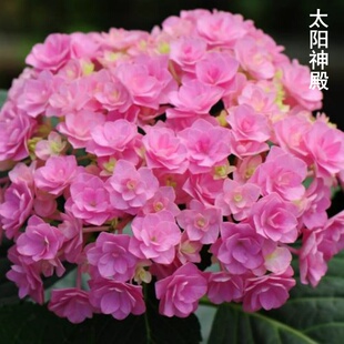 绣球花苗太阳神殿夏洛特公主薄荷拇指佳澄阳台盆栽庭院地栽 新品