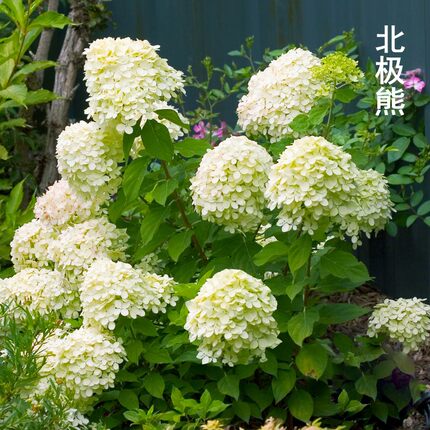 新品圆锥绣球香草草莓北极熊石灰灯大苗木本植物阳台盆栽庭院地栽