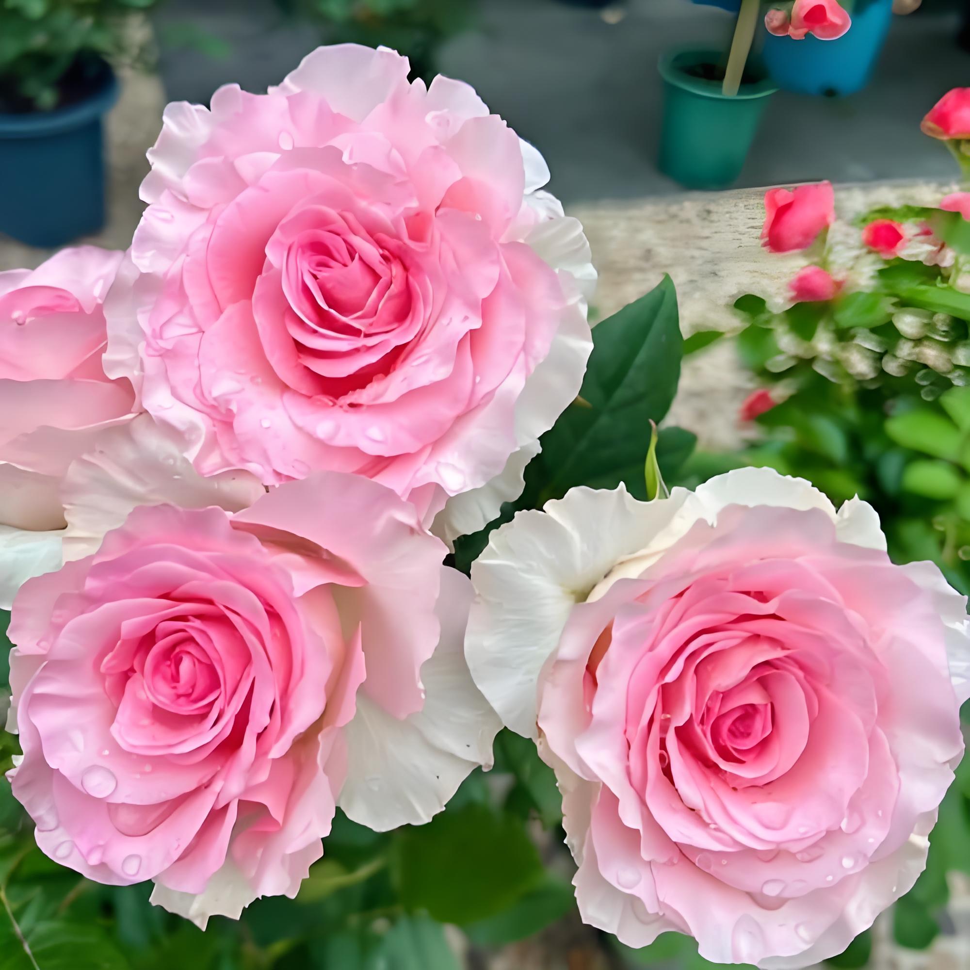 新品月季花苗洛神阳台盆栽庭院地栽三季开花勤花切花玫瑰抗病耐寒
