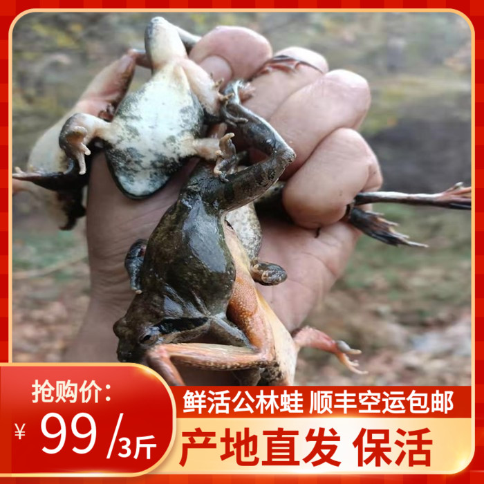 东北林蛙鲜活狗子蛤蟆鱼食雪蛤