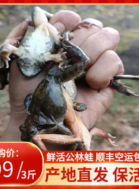 东北林蛙鲜活狗子蛤蟆鱼食雪蛤
