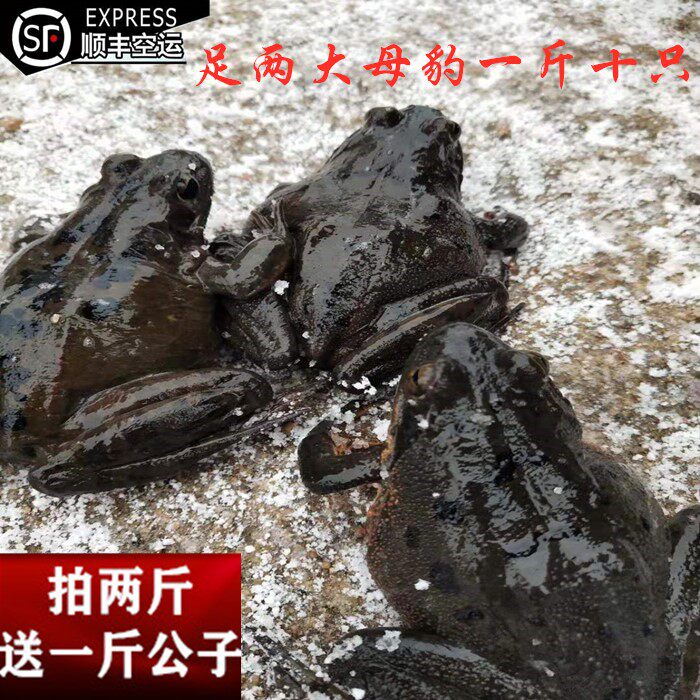 东北林蛙鲜活蛤蟆 长白山母豹子满籽满油 活体雪蛤9-10只/斤包邮