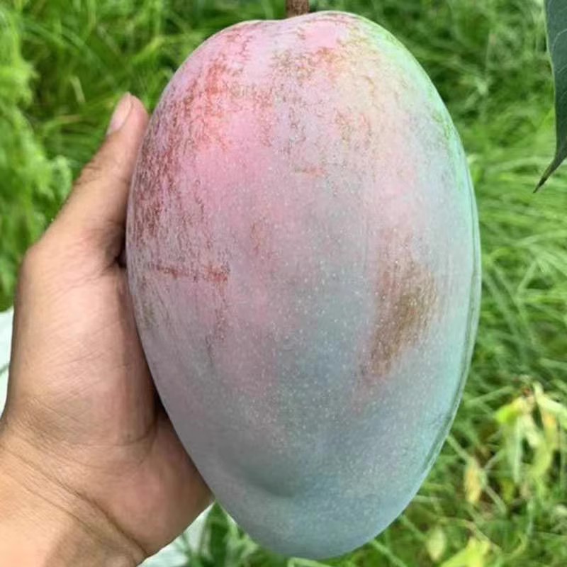 正宗攀枝花凯特芒果5斤