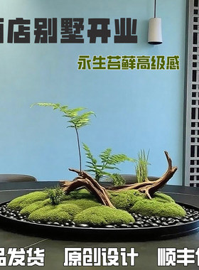 永生苔藓仿真景观酒店饭店包间圆桌转盘中间装饰摆件高档摆花绿植