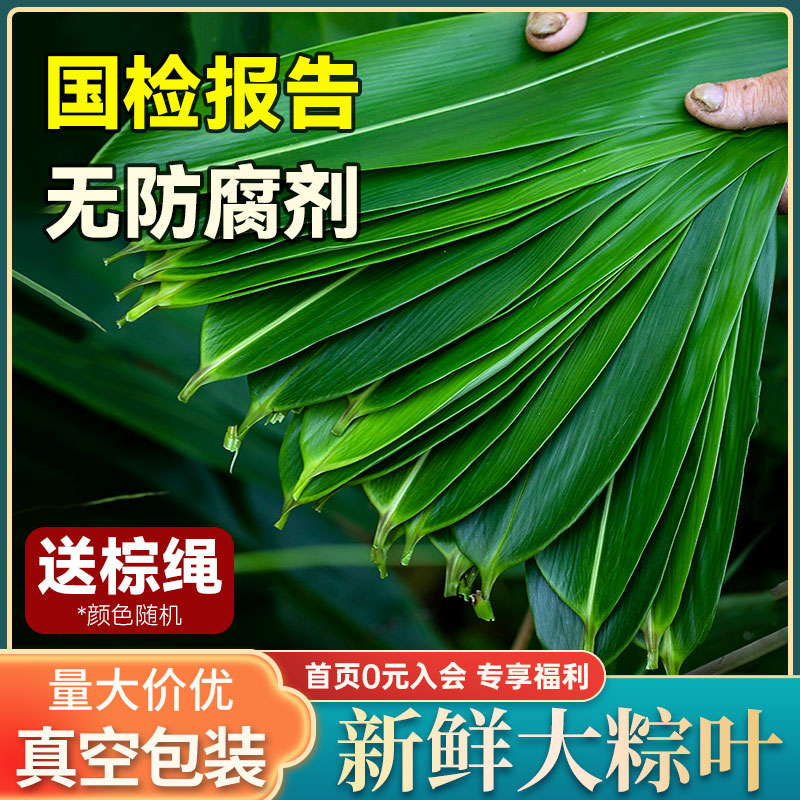 粽叶50片装真空箬叶芦苇叶子干粽叶大叶耐折不开裂端午包粽子叶 粮油调味/速食/干货/烘焙 粽叶 原图主图