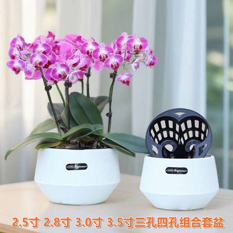 蝴蝶兰专用盆小盆栽3棵装拼组盆矮钵兰花杯透气定植篮创意异形盆,鲜花速递/花卉仿真/绿植园艺,花盆,淘宝优惠券,粉丝福利购,淘宝优惠卷