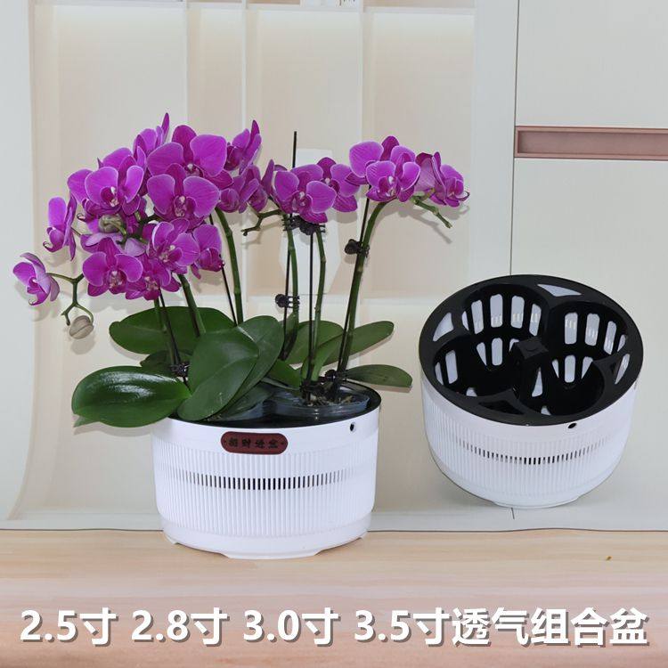 蝴蝶兰专用盆小盆栽绿植多肉拼组盆矮钵网孔透气创意圆连体异形盆,鲜花速递/花卉仿真/绿植园艺,花盆,淘宝优惠券,粉丝福利购,淘宝优惠卷
