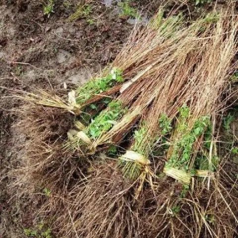 东北野生白桦树苗耐寒成活率高