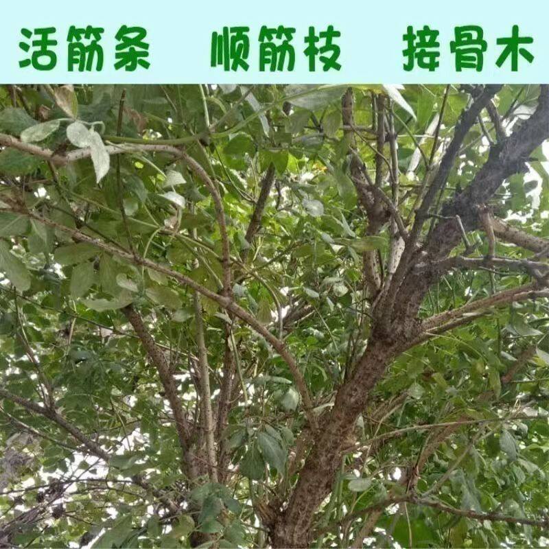 东北野生接骨木中药马尿骚顺筋枝续骨木扭伤骨折煮水泡酒 年份高