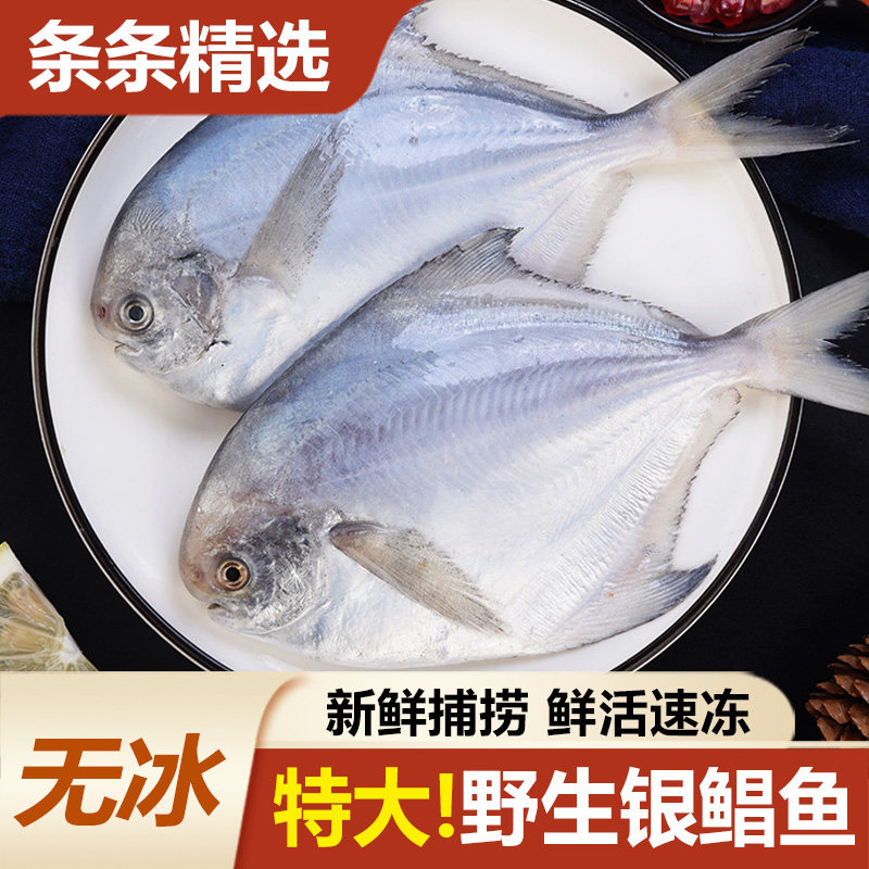 鲳鱼新鲜冷冻银鲳鱼深海鱼鲜活特大5斤鱼金鲳鱼海鲜小鲳鱼白鲳鱼