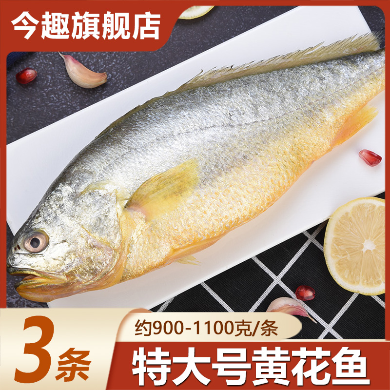 大黄花鱼3条新鲜冷冻整箱鲜活生鲜深海海鲜水产小黄鱼海鱼包邮