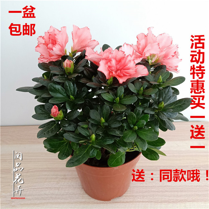 Ëᄊž黍´ø»¨°úСÌÒºìÑî÷ºìÎ÷Âê¶Å¾éÊÒÄÚ¿ÍÌüÑǫ̂°ì¹«×À°üÓÊ