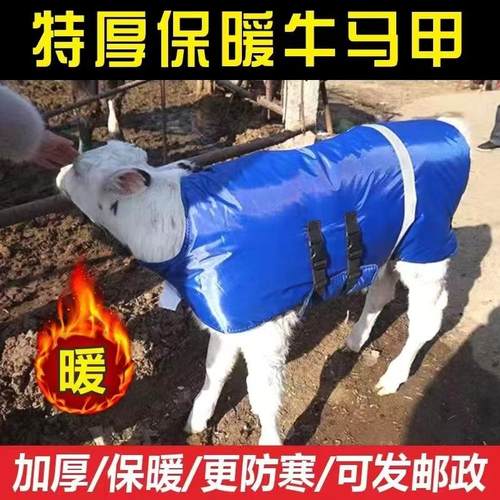 加绒犊牛马甲新生小牛犊保暖防寒