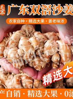 沙姜新鲜现挖正宗农家自种