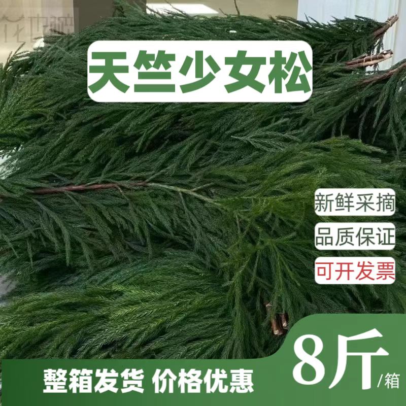 8斤装柳杉天竺少女松树枝鲜切枝手工制作装饰圣诞花环圣诞节水养