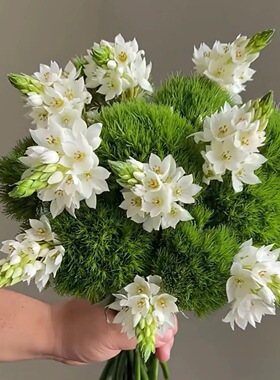 【夏日清新】雀梅+绿毛球组合水培花材A级白绿色花苞DIY创意鲜花