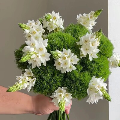 雀梅绿毛球白绿花苞水培花材A级