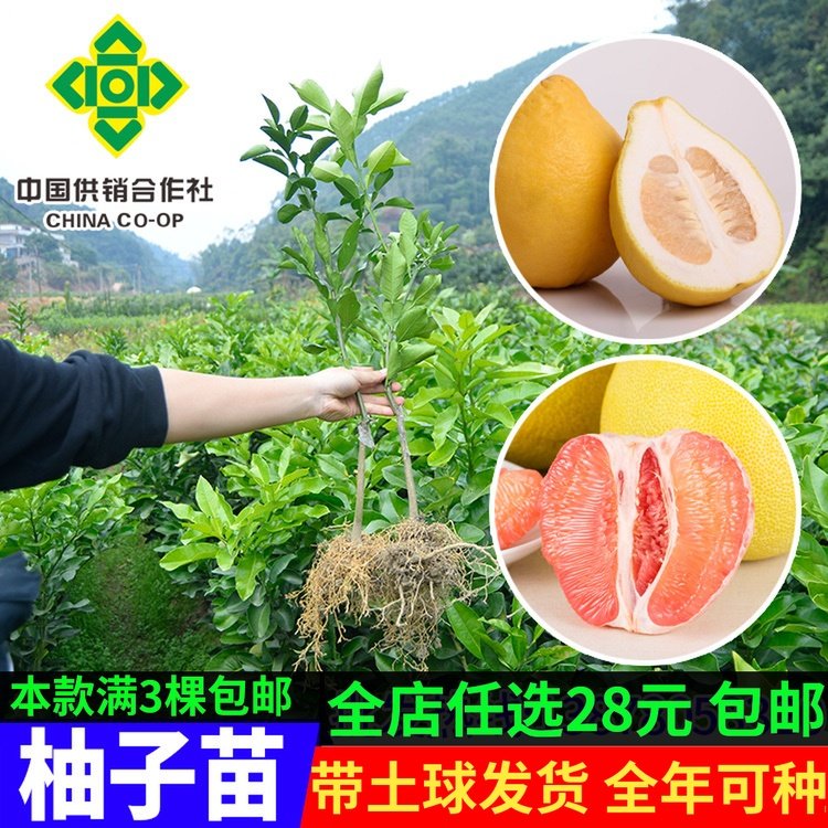 正宗容县沙田柚苗 红肉蜜柚苗三红蜜柚树苗 柚子苗盆栽庭院树苗|ruв категории доставка цветов/цветок моделирования/растения садоводства, садовое растение/даосское дерево/фруктовых деревьев, фруктовых деревьев - от Buy2taobao.com для оказания профессиональной услуги покупки агента Taobao