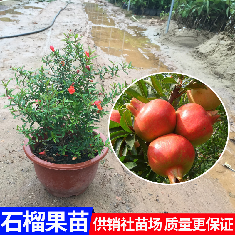 石榴树苗地栽庭院果树苗突尼斯软籽石榴苗南北方种植盆栽当年结果