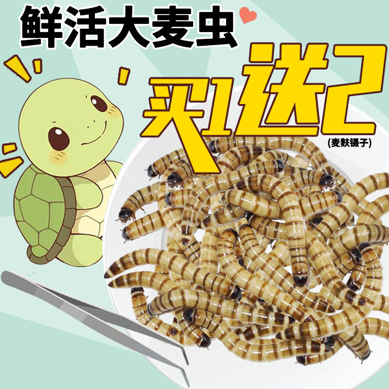 大麦虫活虫面包虫大号黄粉虫金龙鱼乌龟饲料八哥画眉鸟食活体虫子