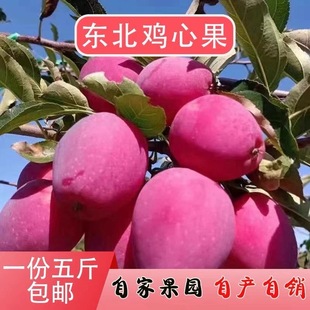 新鲜应季东北鸡心果海棠果大秋果沙果龙丰果吉林苹果水果韵达包邮